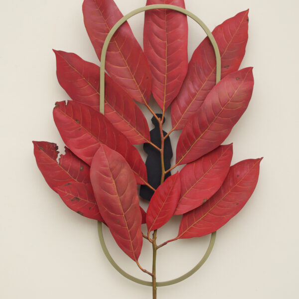 Sourwood | Ron Isaacs